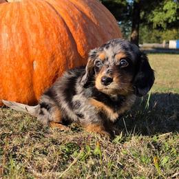 Bo - Black and tan male Dachshund puppy in Yacolt, Washington from Cassiopeia Doxies