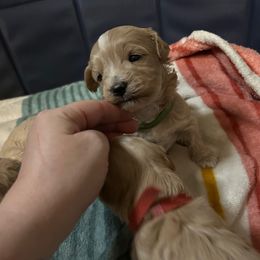Boy 1 - Apricot male Maltipoo puppy in Clover, South Carolina from Cudi’s Buddies