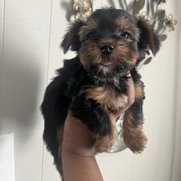 Hamm - Black and tan male Yorkshire Terrier puppy in Gastonia, North Carolina from Precious pups dynasty kennel