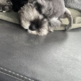 Miniature Schnauzer Puppies from Texas Schnauzers