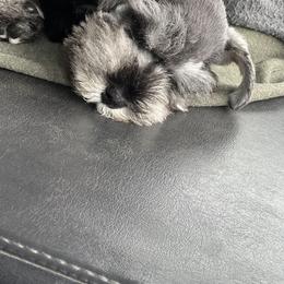 Miniature Schnauzer Puppies from Texas Schnauzers