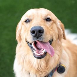 Mishka - Golden Retriever