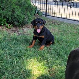 Rottweiler Puppies from Mickey's Rottweilers