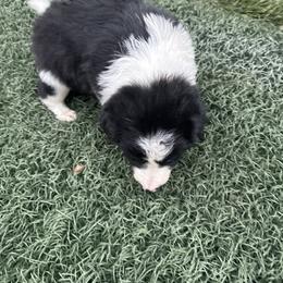 Boy 2 (429) - Black and white male Border Collie puppy in Temecula, California from Gibson's Border Collies
