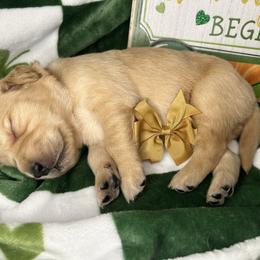 Brown Collar - Male 1 - Golden male Golden Retriever puppy in Bonanza, Oregon from Gold 'N Dust Ranch