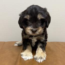 Girl 2 - Liver female Miniature Schnauzer puppy in Charlotte, North Carolina from Marley’s Babies