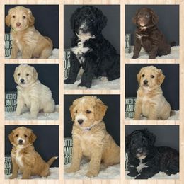 Bernedoodle and Goldendoodle Puppies from I Dream of Doodles