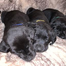 Male 5 - Yellow - Black Labrador Retriever puppy in Jonesboro, Arkansas from The Retriever Midwife Labrador Retrievers