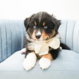 Golden Retriever, Miniature American Shepherd, and Siberian Husky Puppies from HuskiesAndGoldensWithFinesse