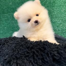 Boy 3 - Cream male Pomeranian puppy in Avondale, Arizona from Mely Pomlove