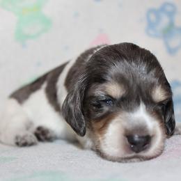 Boy 2 - Blue and tan male Dachshund puppy in Craig, Colorado from Rocky Mountain Shih Tzus and Dry Creek Miniature Dachshunds