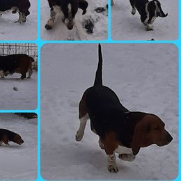 Nyla - Basset Hound