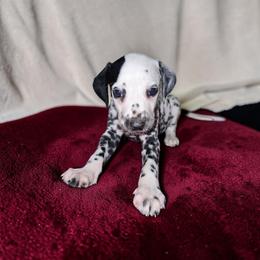 Reed - White and black male Dalmatian puppy in Adkins, Texas from Rock'N'Spark Dalmatians
