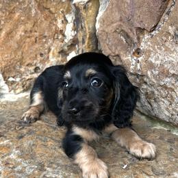 Chip - Black and cream male Dachshund puppy in Warrior, Alabama from Bountiful Dachshunds