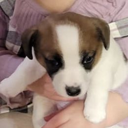 Russell Terriers from Dent Farms