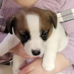 Russell Terriers from Dent Farms