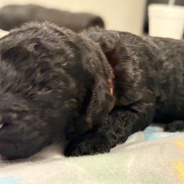 Goldendoodle and Poodle Puppies from Southern Stroll Poodles & Doodles