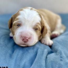 Daphne - Caramel cream female Australian Labradoodle puppy in Morgan Hill, California from Loving Labradoodles