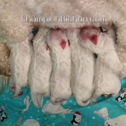 Bichon Frise Puppies from Champion Bichon