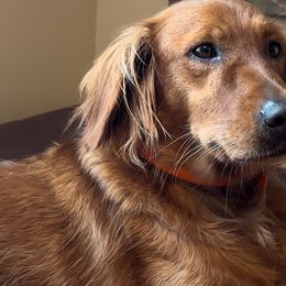 Luna - Golden Retriever