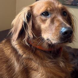 Luna - Golden Retriever