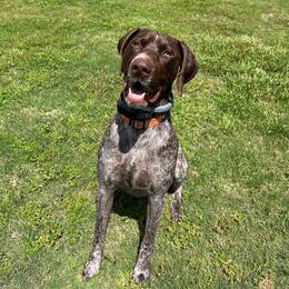 Jake - German Shorthaired Pointer