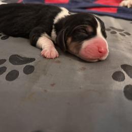 Beagle Puppies from Whitney Ranch Beagles
