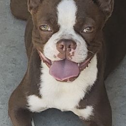 Boston Terriers from Ruben's Boston Terriers