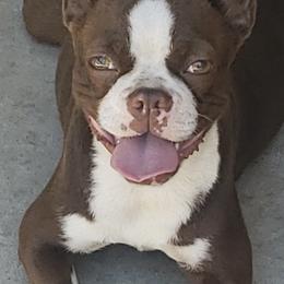 Boston Terriers from Ruben's Boston Terriers