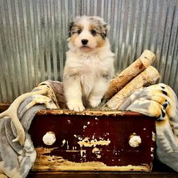 Roo - Blue merle male Australian Shepherd puppy in Sedalia, Missouri from Affinity Aussies