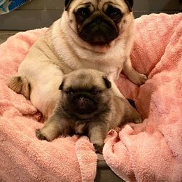 Great Pyrenees, Pekingese, and Pug Puppies from Triptych Kennels