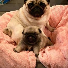 Great Pyrenees, Pekingese, and Pug Puppies from Triptych Kennels
