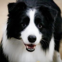 Border Collies from Milagros Kennels