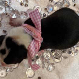 Annie - Black and white female Border Collie puppy in Henagar, Alabama from Ridge Kap Border Collies