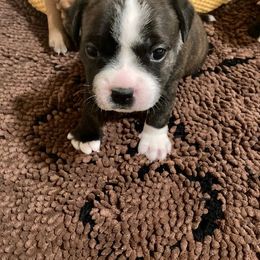 Staffordshire Bull Terrier Puppies from Moonspinner Staffords