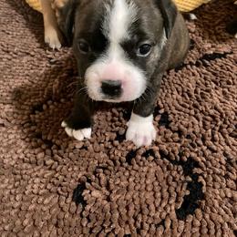 Staffordshire Bull Terrier Puppies from Moonspinner Staffords