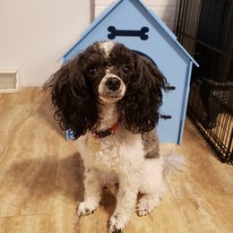 Poodle All Grown Up from M & M Poodles