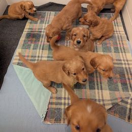 Golden Retriever Puppies from Floden Farm Golden Retrievers