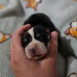 ABIGAIL - Black and tan female Pembroke Welsh Corgi puppy in Pilot Rock, Oregon from L2H Corgi's
