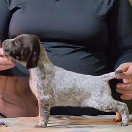 Havoc - Red Male - Liver and white male German Shorthaired Pointer puppy in Kenai, Alaska from LakeHaus Kennels
