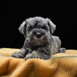 Yellow Male - Salt and pepper male Miniature Schnauzer puppy in Houston, Texas from Haughton Farm