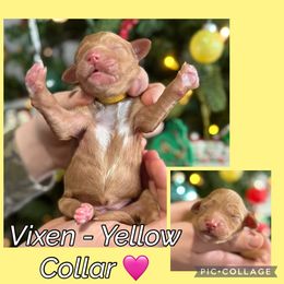 Vixen - Parti female Goldendoodle puppy in Howard City, Michigan from Doodles and Chaos