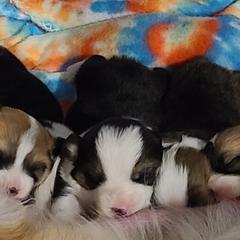 French Bulldog and Pembroke Welsh Corgi Puppies from Genuwin