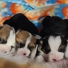 French Bulldog and Pembroke Welsh Corgi Puppies from Genuwin