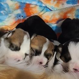 French Bulldog and Pembroke Welsh Corgi Puppies from Genuwin