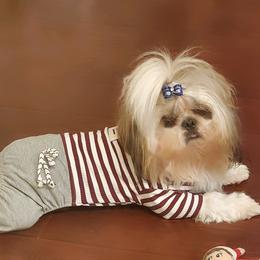 Shih Tzu Puppies from Trinity Shihtzu's So Calif