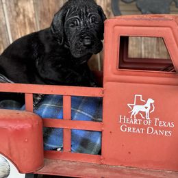 Black male, orange collar Johnny 5 - Black male Great Dane puppy in Wimberley, Texas from Heart of Texas Great Danes