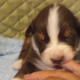 Boy 3 - Red Australian Shepherd puppy in Belleville, West Virginia from Chasitys Australian Shepherds