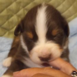 Boy 3 - Red Australian Shepherd puppy in Belleville, West Virginia from Chasitys Australian Shepherds