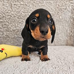 Black and tan female - Black and tan female Dachshund puppy in Belle Rive, Illinois from Akin's Miniature Dachshunds, LLC